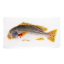 Stigerwoods Décoration murale Poisson gaterin sur fond blanc - 35 cm x 20 cm > Fabriqué En Europe|Fabrication Artisanale