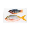 Stigerwoods Décoration murale Poisson perroquet et Fusilier sur fond blanc - 40 cm x 24 cm > Fabriqué En Europe|Fabrication Artisanale