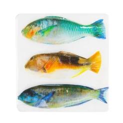 Stigerwoods Décoration murale Trois poissons perroquet sur fond blanc - 20 cm x 20 cm > Fabriqué En Europe|Fabrication Artisanale
