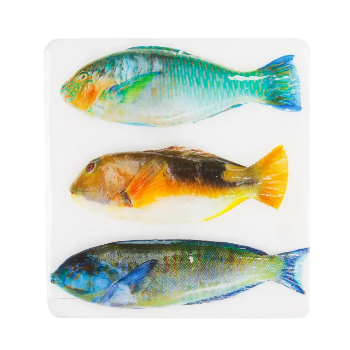 Stigerwoods Décoration murale Trois poissons perroquet sur fond blanc - 20 cm x 20 cm > Fabriqué En Europe|Fabrication Artisanale