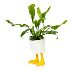 Sélectionné par Fleux Pot / Jardinière Pieds Canards - Jaune u0026 Blanc > Pots & Jardinières