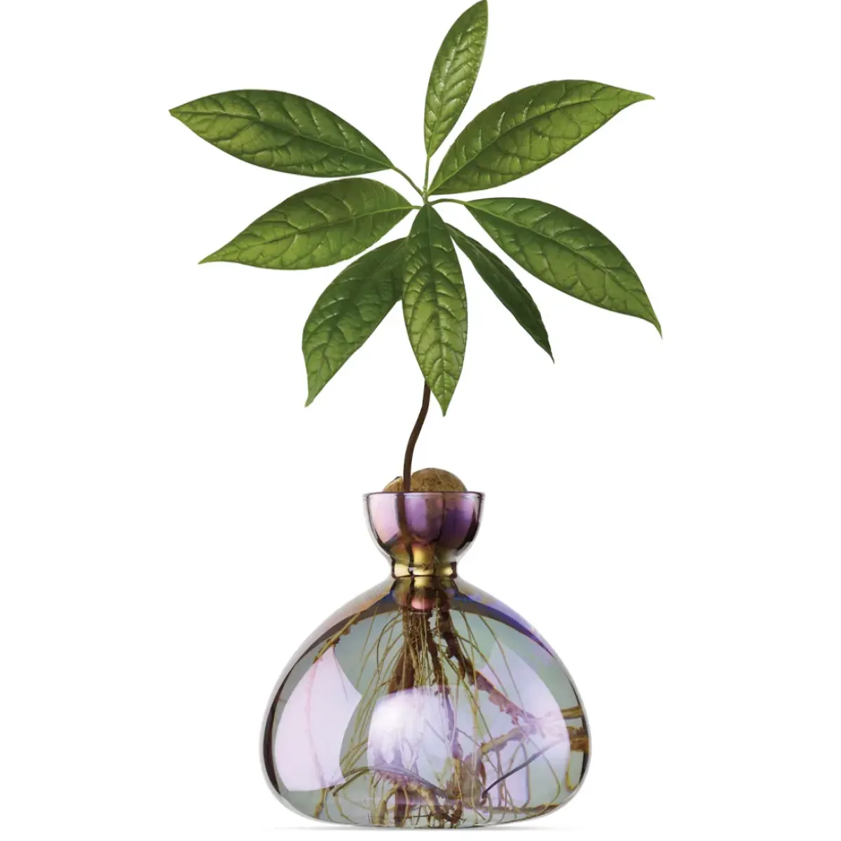 Ilex Studio Vase en verre pour avocat > Vases