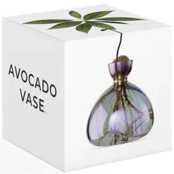 Ilex Studio Vase en verre pour avocat > Vases