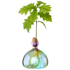 Ilex Studio Vase en verre pour gland Cosmic > Vases